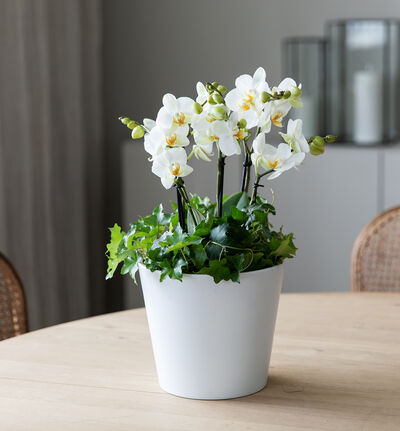 Hvit orkidesammenplanting medium Hvit orkidesammenplanting medium